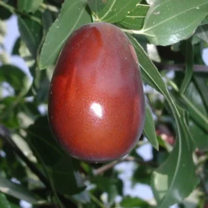 Lang Jujube Tree - 1-2 ft Grafted Fruit Tree - 6 Inch Pot - Garden Ready
