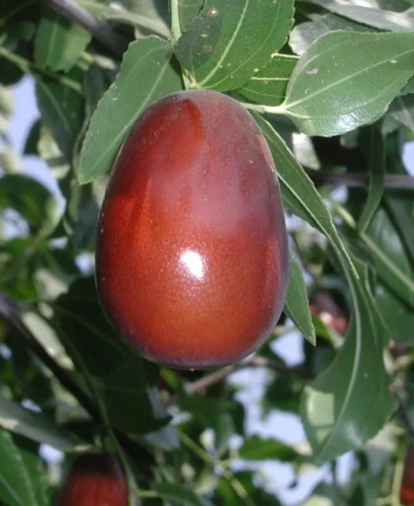 Lang Jujube Tree - 1-2 ft Grafted Fruit Tree - 6 Inch Pot - Garden Ready