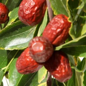 Lang Jujube Tree - 3 Feet Tall Grafted Tree - 3 Gal Pot