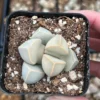 Lapidaria Margaretae Karoo Rose - Split Rock Plant - 2 inch Pot