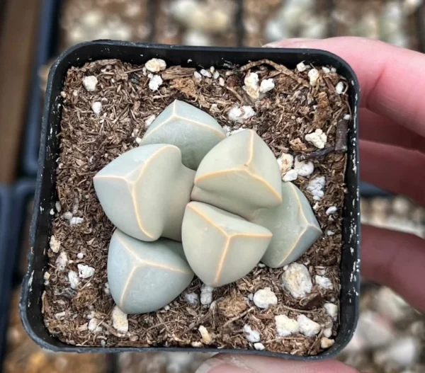 Lapidaria Margaretae Karoo Rose - Split Rock Plant - 2 inch Pot