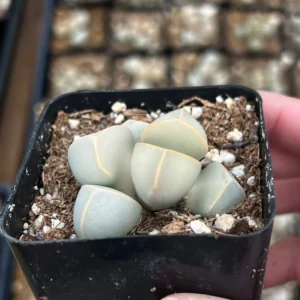 Lapidaria Margaretae Karoo Rose - Split Rock Plant - 2 inch Pot