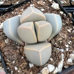 Lapidaria Margaretae Karoo Rose - Split Rock Plant - 2 inch Pot