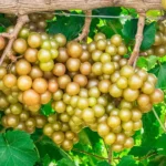 Late Fry Muscadine Grape Vine - 2 Year Old Bare Root Plant - 1-2ft Tall