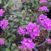 Lavender Lantana Plant 6" Pot - Lantana Camara Flower