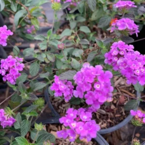 Lavender Lantana Plant 6" Pot - Lantana Camara Flower