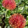 Leucospermum Patersonii Plant - Rare Pincushion Flower - 3 Gal Live Plant