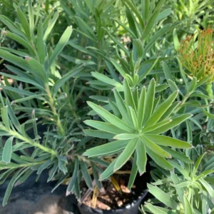 Leucospermum Patersonii Plant - Rare Pincushion Flower - 3 Gal Live Plant