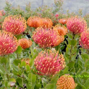 Leucospermum Patersonii Plant - Rare Pincushion Flower - 3 Gal Live Plant