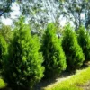 Leyland Cypress Tree - Live Evergreen Tree - 6-12 Inch Tall - Potted Plant