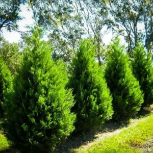 Leyland Cypress Tree - Live Evergreen Tree - 6-12 Inch Tall - Potted Plant