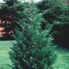 Leyland Cypress Trees 15 Pack Evergreen Tree Plugs 2.5 Inch Pots Fast Growing Privacy Screen