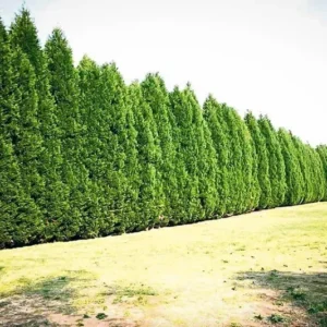 Leyland Cypress Trees 15 Pack Evergreen Tree Plugs 2.5 Inch Pots Fast Growing Privacy Screen
