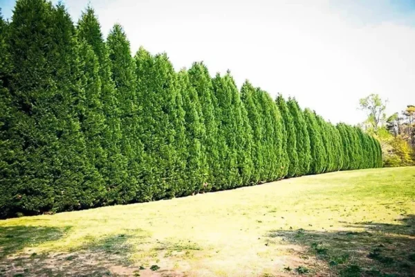 Leyland Cypress Trees 15 Pack Evergreen Tree Plugs 2.5 Inch Pots Fast Growing Privacy Screen