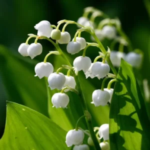 Lily of the Valley Roots - 5 Rhizomes - May Lily - Fragrant Spring Flowers