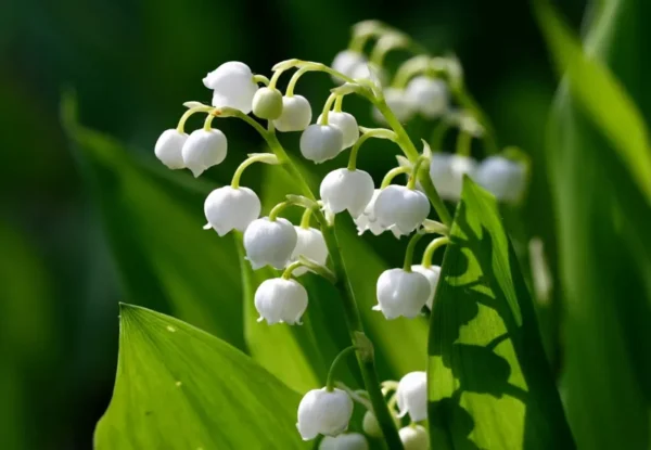 Lily of the Valley Roots - 5 Rhizomes - May Lily - Fragrant Spring Flowers