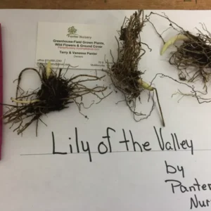 Lily of the Valley Roots - 5 Rhizomes - May Lily - Fragrant Spring Flowers