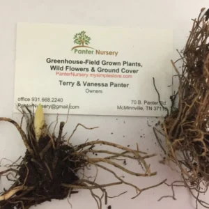 Lily of the Valley Roots - 5 Rhizomes - May Lily - Fragrant Spring Flowers