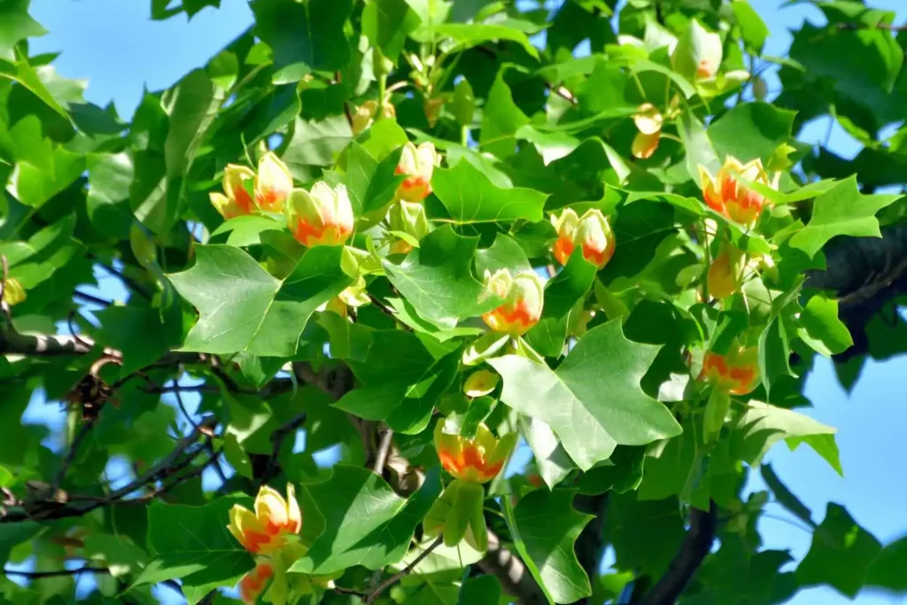Liriodendron tulipifera in spring - gettyimages