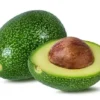 Little Cado Avocado Tree - 3-4 Ft Grafted Fruit Tree Bigger Trunk