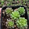 Little Gem Cremnosedum Succulent 2 inch Pot - Unique Succulent