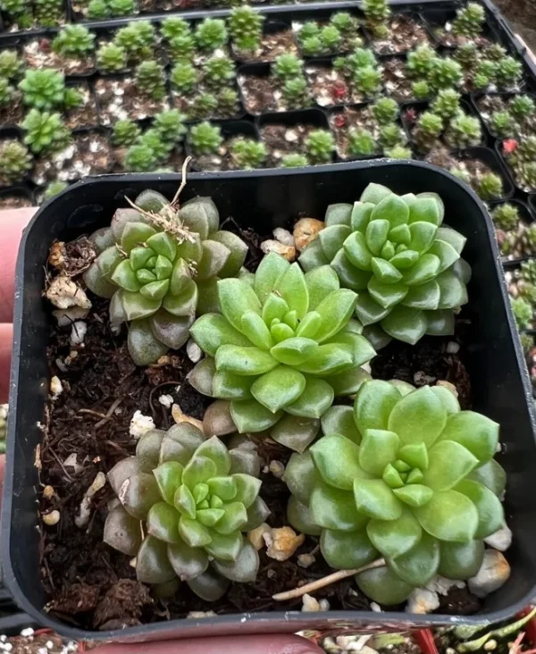 Little Gem Cremnosedum Succulent 2 inch Pot - Unique Succulent