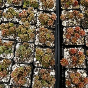 Little Gem Cremnosedum Succulent 2 inch Pot - Unique Succulent