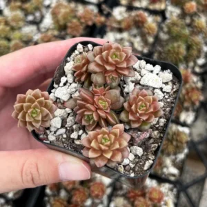 Little Gem Cremnosedum Succulent 2 inch Pot - Unique Succulent