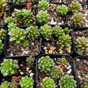 Little Gem Cremnosedum Succulent 2 inch Pot - Unique Succulent