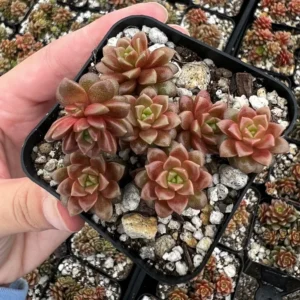 Little Gem Cremnosedum Succulent 2 inch Pot - Unique Succulent