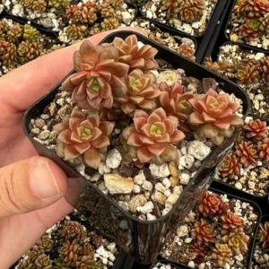 Little Gem Cremnosedum Succulent 2 inch Pot - Unique Succulent