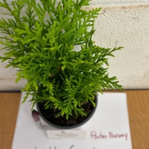 Little Giant Dwarf Arborvitae Plant, 6-12 Inch, Evergreen Shrub, Quart Pot