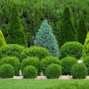 Little Giant Dwarf Arborvitae Plant, 6-12 Inch, Evergreen Shrub, Quart Pot