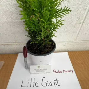 Little Giant Dwarf Arborvitae Plant, 6-12 Inch, Evergreen Shrub, Quart Pot