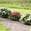 Little Quick Fire Hydrangea Petite Shrub Plant - 6-12 Inch Quat Pot