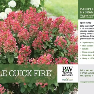 Little Quick Fire Hydrangea Petite Shrub Plant - 6-12 Inch Quat Pot