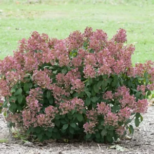 Little Quick Fire Hydrangea Petite Shrub Plant - 6-12 Inch Quat Pot