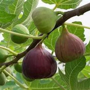 Live Fig Tree Plant - 2 Feet Tall - 3-Gallon Pot - Delicious Fruit - Garden Ready - Not Ship CA