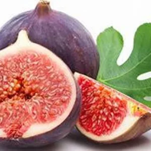 Live Fig Tree Plant - 2 Feet Tall - 3-Gallon Pot - Delicious Fruit - Garden Ready - Not Ship CA