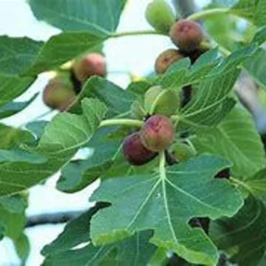 Live Fig Tree Plant - 2 Feet Tall - 3-Gallon Pot - Delicious Fruit - Garden Ready - Not Ship CA