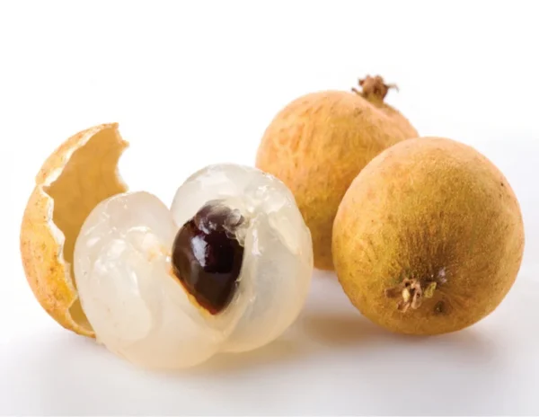 Longan Tree Sri Chompoo Live Plant - 2 to 3 Feet Tall - 3 Gallon Pot - Shipped with Soil - Not Ship CA