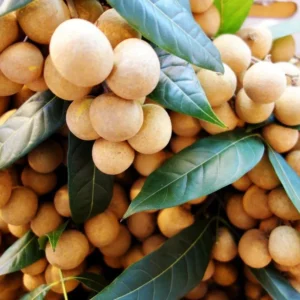 Longan Tree Sri Chompoo Live Plant - 2 to 3 Feet Tall - 3 Gallon Pot - Shipped with Soil - Not Ship CA