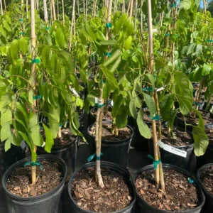 Longan Tree Sri Chompoo Live Plant - 2 to 3 Feet Tall - 3 Gallon Pot - Shipped with Soil - Not Ship CA