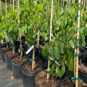 Longan Tree Sri Chompoo Live Plant - 2 to 3 Feet Tall - 3 Gallon Pot - Shipped with Soil - Not Ship CA