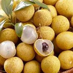 Longan Tree Sri Chompoo Live Plant - 2 to 3 Feet Tall - 3 Gallon Pot - Shipped with Soil - Not Ship CA