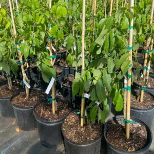 Longan Tree Sri Chompoo Live Plant - 2 to 3 Feet Tall - 3 Gallon Pot - Shipped with Soil - Not Ship CA