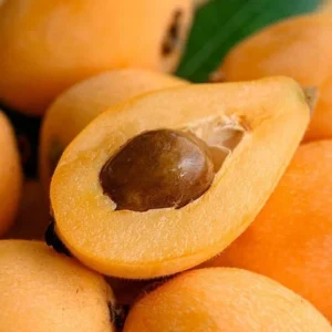 Loquat Tree - Japanese Plum Fruit Tree - 1 to 2 Feet Tall - 6 Inch Pot