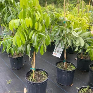 Lychee Tree Live Plant - 3 Feet Tall in 3 Gallon Pot - Ready for Your Garden - Not Ship CA