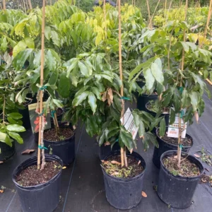 Lychee Tree Live Plant - 3 Feet Tall in 3 Gallon Pot - Ready for Your Garden - Not Ship CA