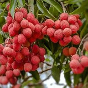 Lychee Tree Live Plant - 3 Feet Tall in 3 Gallon Pot - Ready for Your Garden - Not Ship CA